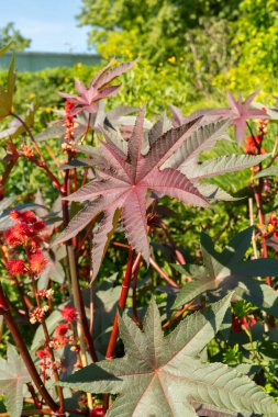 Zürih, İsviçre, 14 Temmuz 2023 Ricinus Communis veya botanik bahçesindeki hintyağı fabrikası