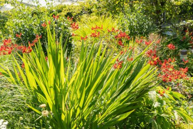 Zürih, İsviçre, 14 Temmuz 2023. Timsah Lucifer çiçeği botanik bahçesinde.