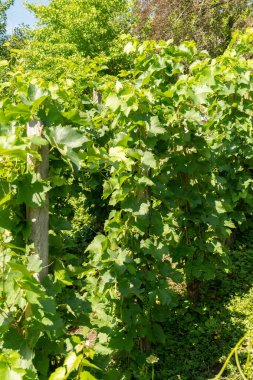 Zürih, İsviçre, 14 Temmuz 2023 Vitis Vinifera veya botanik bahçesindeki sıradan üzüm asması bitkisi