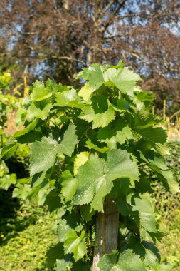 Zürih, İsviçre, 14 Temmuz 2023 Vitis Vinifera veya botanik bahçesindeki sıradan üzüm asması bitkisi
