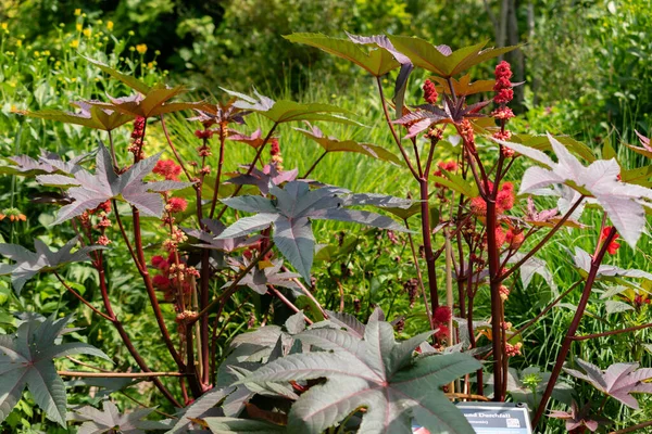 Zürih, İsviçre, 14 Temmuz 2023 Ricinus Communis veya botanik bahçesindeki hintyağı fabrikası