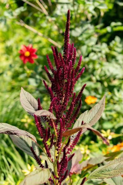 Zürih, İsviçre, 14 Temmuz 2023 Amaranthus Paniculatus veya Amaranthus Grain botanik bahçesinde