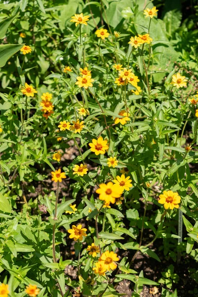 Zürih Sviçre Temmuz 2023 Zinnia Elegalıları Botanik Bahçesinde Çiçek Açtılar — Stok fotoğraf