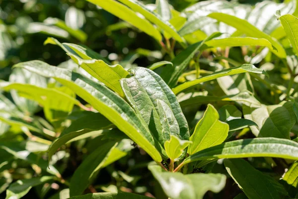 Zürih, İsviçre, 14 Temmuz, 2023 Viburnum Davidii veya David Viburnum botanik bahçesindeki fabrika