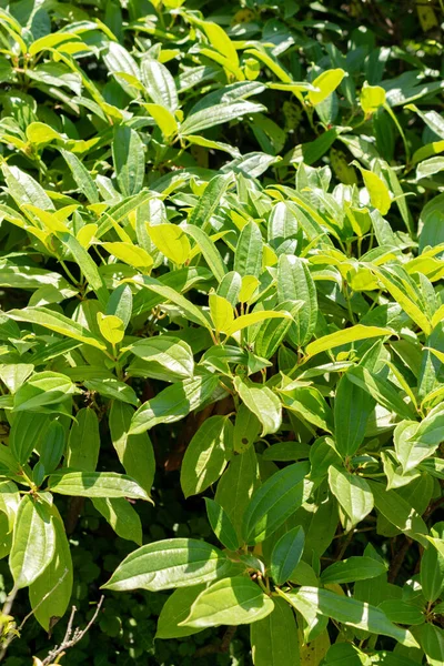 Zürih, İsviçre, 14 Temmuz, 2023 Viburnum Davidii veya David Viburnum botanik bahçesindeki fabrika