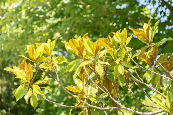 Zürih, İsviçre, 14 Temmuz 2023 Magnolia Grandiflora veya Botanik Bahçesi 'ndeki Boğa Körfezi Fabrikası