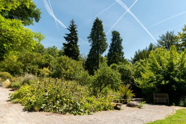 Curych Švýcarsko Července 2023 Různé Rostliny Botanické Zahradě — Stock fotografie