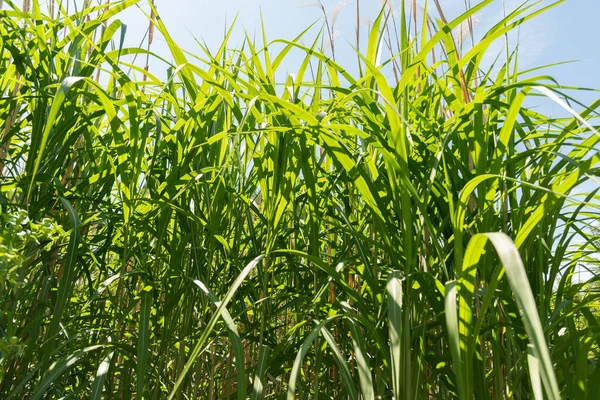 Zürih, İsviçre, 14 Temmuz 2023 Miscanthus X Giganteus veya botanik bahçesindeki dev miscanthus bitkisi