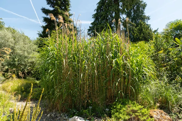 Zürih, İsviçre, 14 Temmuz 2023 Miscanthus X Giganteus veya botanik bahçesindeki dev miscanthus bitkisi