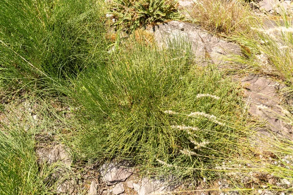 Zürih, İsviçre, 14 Temmuz 2023 Ephedra Helvetica bitkisi botanik bahçesinde