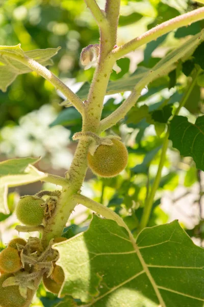 Zürich Schweiz Juli 2023 Solanum Quitoense Eller Naranjilla Växt Botaniska — Stockfoto