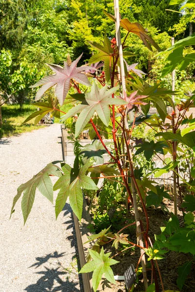 Zürih, İsviçre, 14 Temmuz 2023 Ricinus Communis veya botanik bahçesindeki hintyağı fabrikası