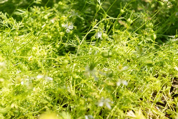 Zürih Sviçre Temmuz 2023 Nigella Sativa Veya Botanik Bahçesindeki Siyah — Stok fotoğraf