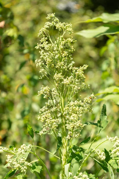 Zürih, İsviçre, 14 Temmuz 2023 Chenopodium Quinoa Bitkisi Botanik Bahçesi