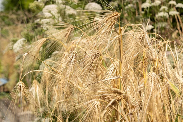 Zurich Switzerland July 2023 Hordeum Vulgare Barley Plant Botanical Garden — Stock Photo, Image