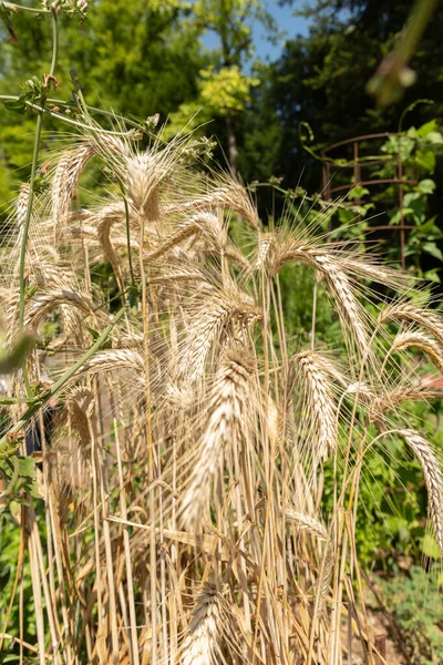 Zurich Switzerland July 2023 Triticum Durum Pasta Wheat Plant Botanical — Stock Photo, Image