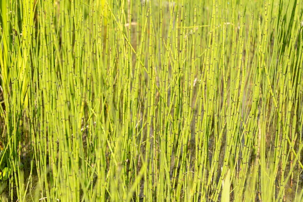 Zurique Suíça Julho 2023 Equisetum Fluviatile Swamp Horsetail Plant Botanical — Fotografia de Stock
