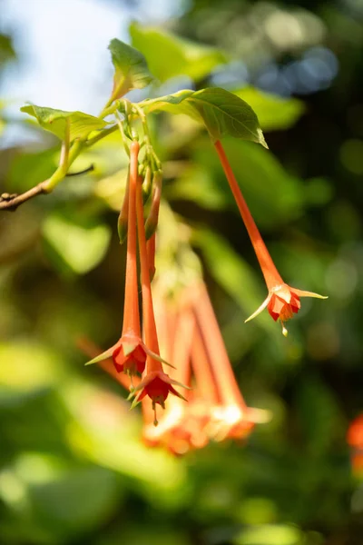 Ζυρίχη Ελβετία Ιουλίου 2023 Φυτό Fuchsia Fulgens Στον Βοτανικό Κήπο — Φωτογραφία Αρχείου