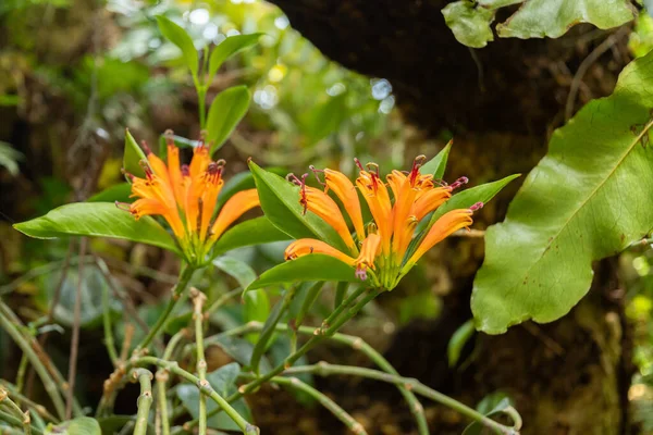 Zurich Switzerland July 2023 Aeschynanthus Speciosus Lipstick Plant Botanical Garden — Stock Photo, Image