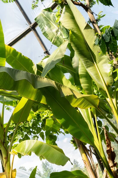 Curych Švýcarsko Července 2023 Musa Acuminata Nebo Thajský Banán Botanické — Stock fotografie