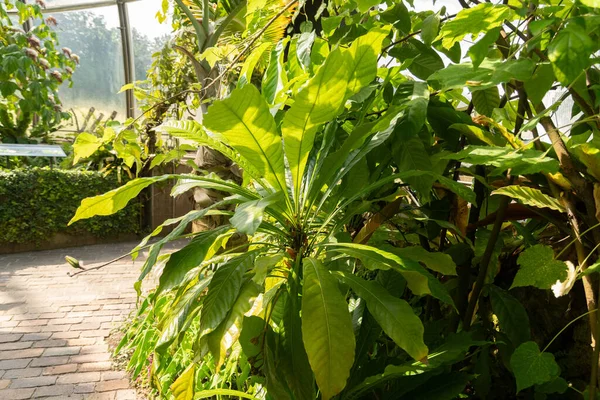 Curych Švýcarsko Července 2023 Rostlina Erythrochiton Brasiliensis Botanické Zahradě — Stock fotografie