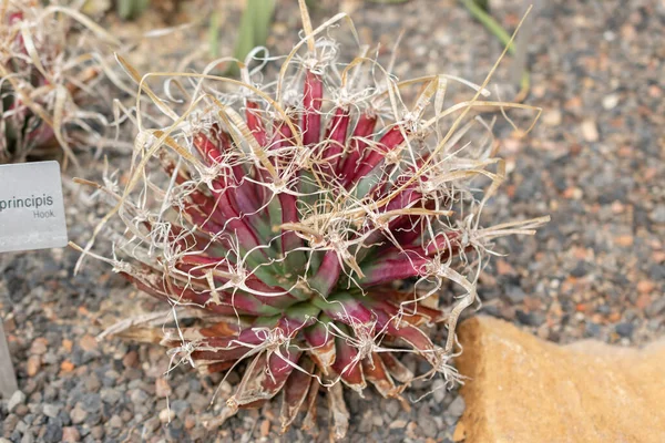 Zürih, İsviçre, 14 Temmuz 2023 Leuchtenbergia Principis kaktüsü botanik bahçesinde.
