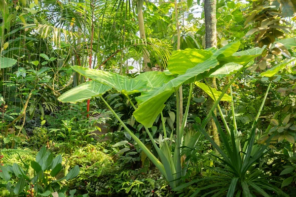 Curych Švýcarsko Července 2023 Tropické Exotické Rostliny Botanické Zahradě — Stock fotografie