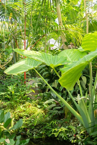 Zurich Switzerland July 2023 Tropical Exotic Plants Botanical Garden — Stock Photo, Image