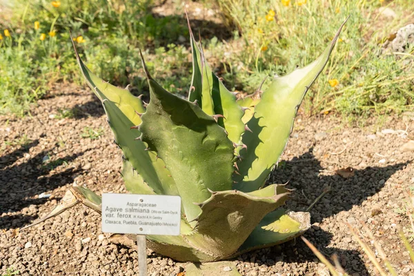 Zürih, İsviçre, 14 Temmuz 2023 Agave Salmiana veya Maguey Pulquero botanik bahçesinde