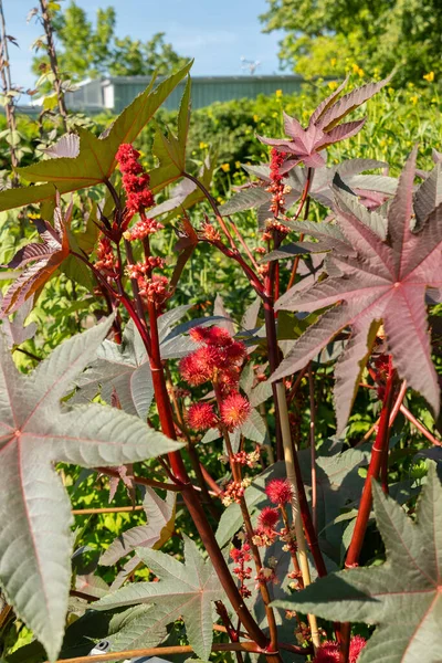 Zürih, İsviçre, 14 Temmuz 2023 Ricinus Communis veya botanik bahçesindeki hintyağı fabrikası