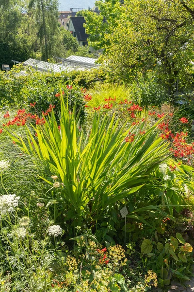 Curych Švýcarsko Července 2023 Květina Crocosmia Lucifer Botanické Zahradě — Stock fotografie
