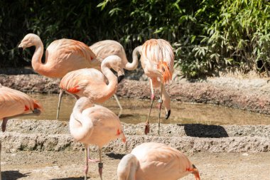 Zürih, İsviçre, 3 Ağustos 2023 Şili Flamingoları veya Phoenicopterus Chilensis hayvanat bahçesindeki küçük bir gölün üzerinde durmaktadır.