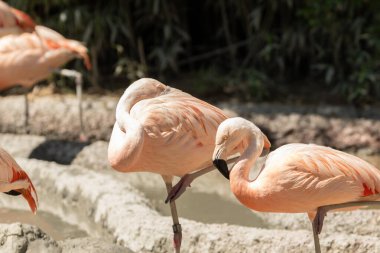 Zürih, İsviçre, 3 Ağustos 2023 Şili Flamingoları veya Phoenicopterus Chilensis hayvanat bahçesindeki küçük bir gölün üzerinde durmaktadır.