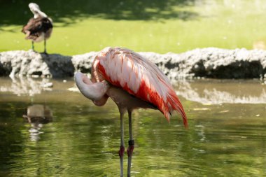 Zürih, İsviçre, 3 Ağustos 2023 Şili Flamingoları veya Phoenicopterus Chilensis hayvanat bahçesindeki küçük bir gölün üzerinde durmaktadır.