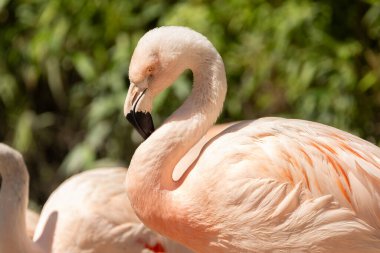 Zürih, İsviçre, 3 Ağustos 2023 Şili Flamingoları veya Phoenicopterus Chilensis hayvanat bahçesindeki küçük bir gölün üzerinde durmaktadır.