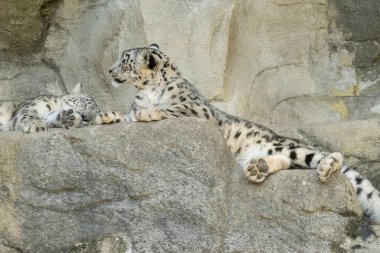 Zürih, İsviçre, 3 Ağustos 2023 Kar Leoparı veya Panthera Unica hayvanat bahçesindeki kayalarda dinleniyor.