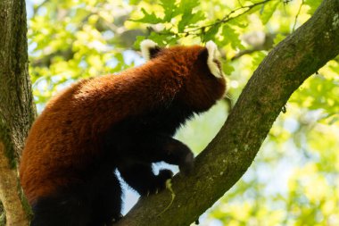 Zürih, İsviçre, 3 Ağustos 2023 Red Panda veya Ailurus Fulgens Fulgens Güneşli bir günde hayvanat bahçesinde