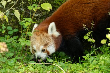 Zürih, İsviçre, 3 Ağustos 2023 Red Panda veya Ailurus Fulgens Fulgens Güneşli bir günde hayvanat bahçesinde