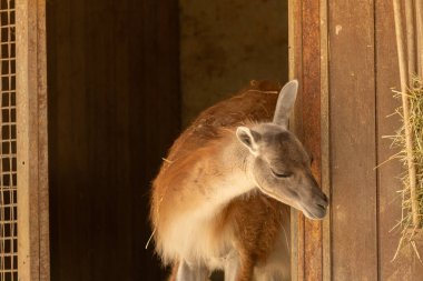 Zürih, İsviçre, 3 Ağustos 2023 Guanaco veya Lama Guanicoe güneşli bir günde hayvanat bahçesinde