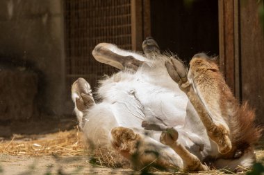 Zürih, İsviçre, 3 Ağustos 2023 Guanaco veya Lama Guanicoe güneşli bir günde hayvanat bahçesinde