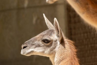 Zürih, İsviçre, 3 Ağustos 2023 Guanaco veya Lama Guanicoe güneşli bir günde hayvanat bahçesinde