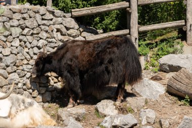 Zürih, İsviçre, 3 Ağustos 2023 Vahşi Yak veya Bos Mutus F. Grunniens, güneşli bir günde hayvanat bahçesinde.