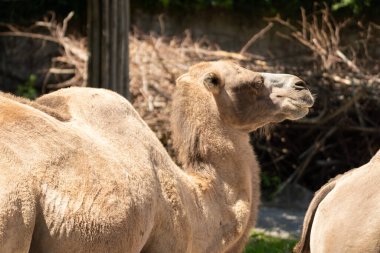 Zürih, İsviçre, 3 Ağustos 2023 Vahşi Bactrian Deve veya Camelus Ferus F. Bactriana hayvanat bahçesinde gülen komik bir suratla.