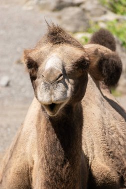 Zürih, İsviçre, 3 Ağustos 2023 Vahşi Bactrian Deve veya Camelus Ferus F. Bactriana hayvanat bahçesinde gülen komik bir suratla.