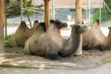 Zürih, İsviçre, 3 Ağustos 2023 Vahşi Bactrian Deve veya Camelus Ferus F. Bactriana hayvanat bahçesinde gülen komik bir suratla.