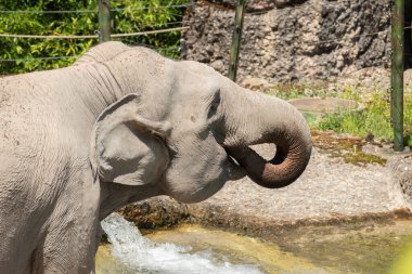 Zürih, İsviçre, 3 Ağustos 2023 Asyalı fil veya Elephas Maximus güneşli bir günde hayvanat bahçesinde