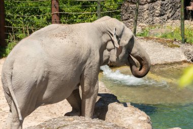 Zürih, İsviçre, 3 Ağustos 2023 Asyalı fil veya Elephas Maximus güneşli bir günde hayvanat bahçesinde