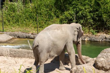 Zürih, İsviçre, 3 Ağustos 2023 Asyalı fil veya Elephas Maximus güneşli bir günde hayvanat bahçesinde