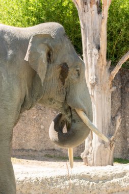 Zürih, İsviçre, 3 Ağustos 2023 Asyalı fil veya Elephas Maximus güneşli bir günde hayvanat bahçesinde