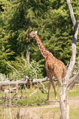 Zürih, İsviçre, 3 Ağustos 2023 Zürafa ya da Giraffa Reticulata güneşli bir günde hayvanat bahçesinde geziniyor.